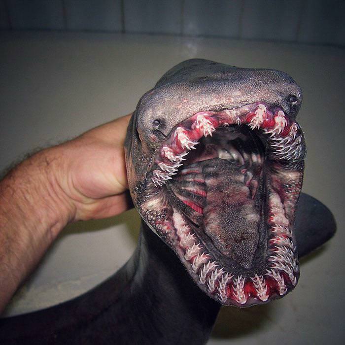The frilled shark. I'm not thrilled at all.