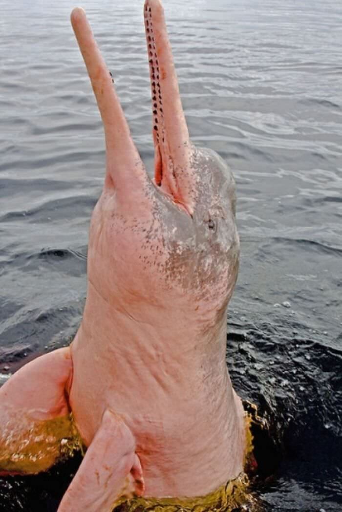 Pink freshwater dolphin in the Amazon.