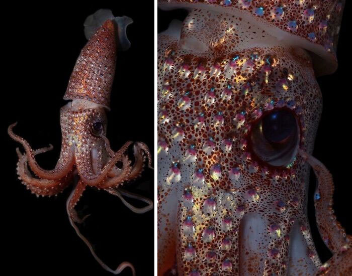The "strawberry squid" lives in a region of the ocean known as the mesopelagic or "twilight" zone, 200 to 1000 meters below the surface. (Photo by Paul Caiger)