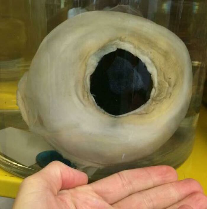 A giant squid eye. It has the largest known eye in the entire animal kingdom.