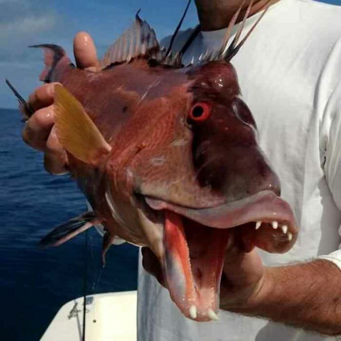 A type of hogfish, fresh catch.