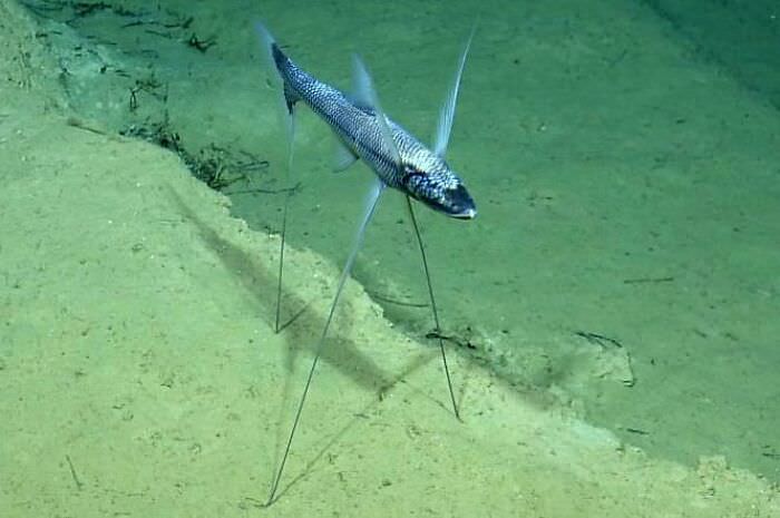 The alien tripod fish and its strange fins that suspend it.