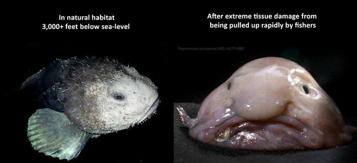 How a blobfish (a deep-sea fish) looks with and without the extreme water pressure.