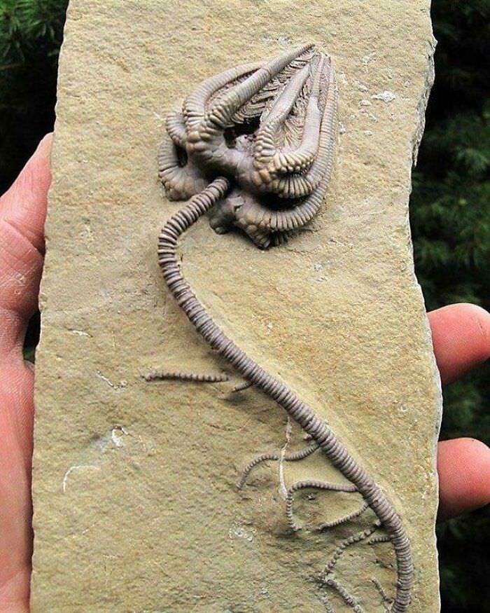 About 345 million years old, almost intact crinoid fossil.