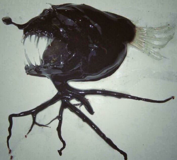 An anglerfish specimen recovered from the depths is the stuff of nightmares.