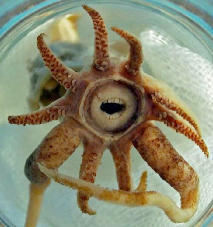 Have a terrifying picture of a squid with seemingly human teeth. However, the teeth are just nodes of flesh.