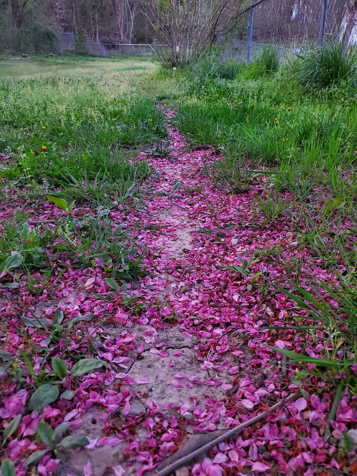 My dog's desire path is filling up with flower petals. Looks pretty at the moment!