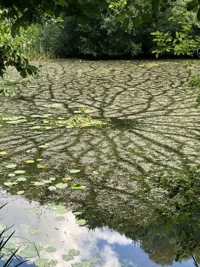 Not sure if this is allowed. Swimming paths made by a moorhen on the way to and from its nest