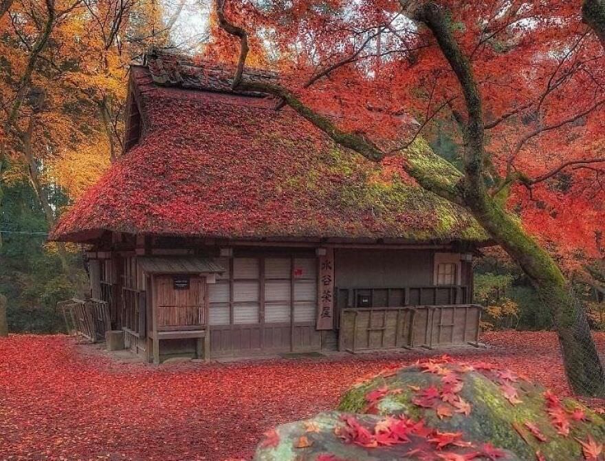 House coated in maple leaves
