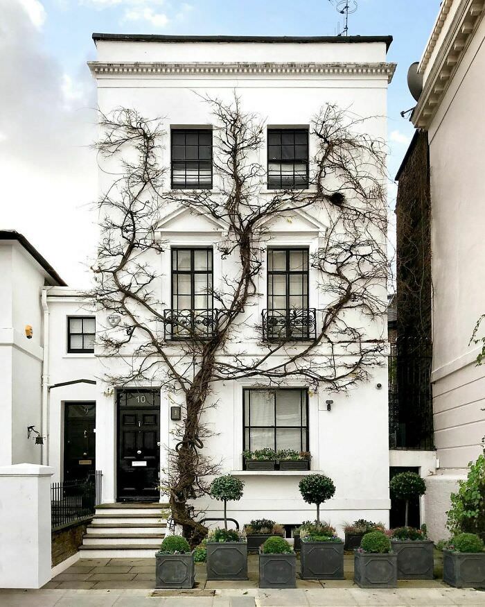 House covered with wisteria vines in London, England