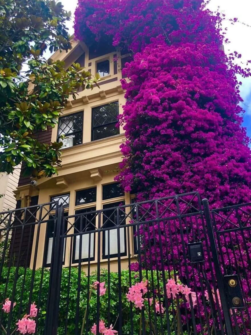 Bougainvillea House on Eddy Street, San Francisco, CA