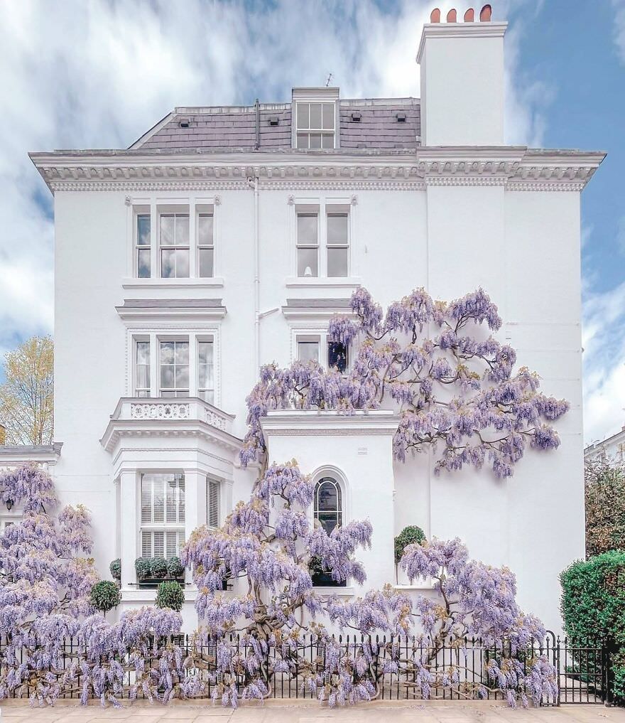 Wisteria-covered terraced house in Argyll Road, Kensington, London, UK