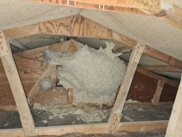 A horrifyingly big wasps nest i found in our new house's attic