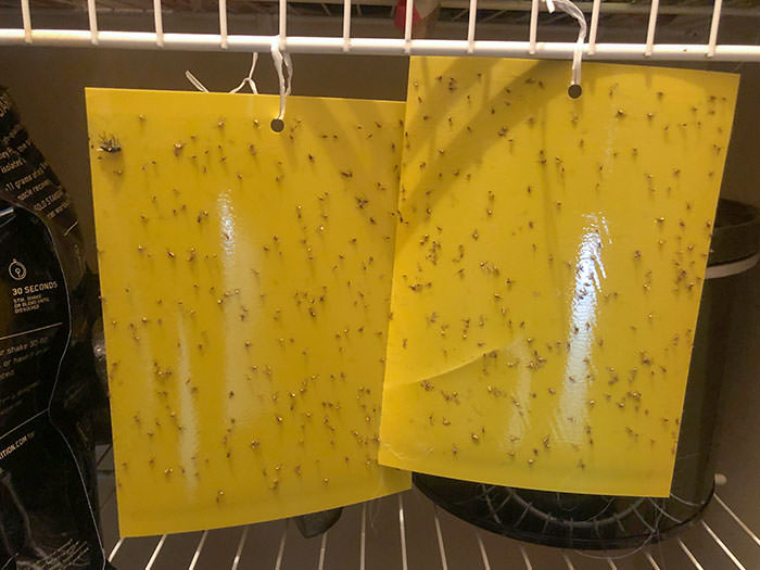 I don't understand this new place we moved into. We keep the sink empty, take out the trash when it gets full, and vacuum daily. However, we still have so many fruit flies