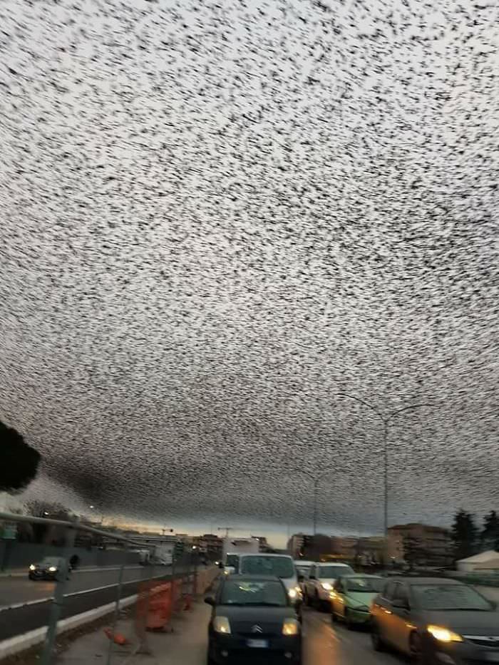 Hundreds of thousands of starlings migrating across the region, covering the skies of Rome and making it appear like TV static.
