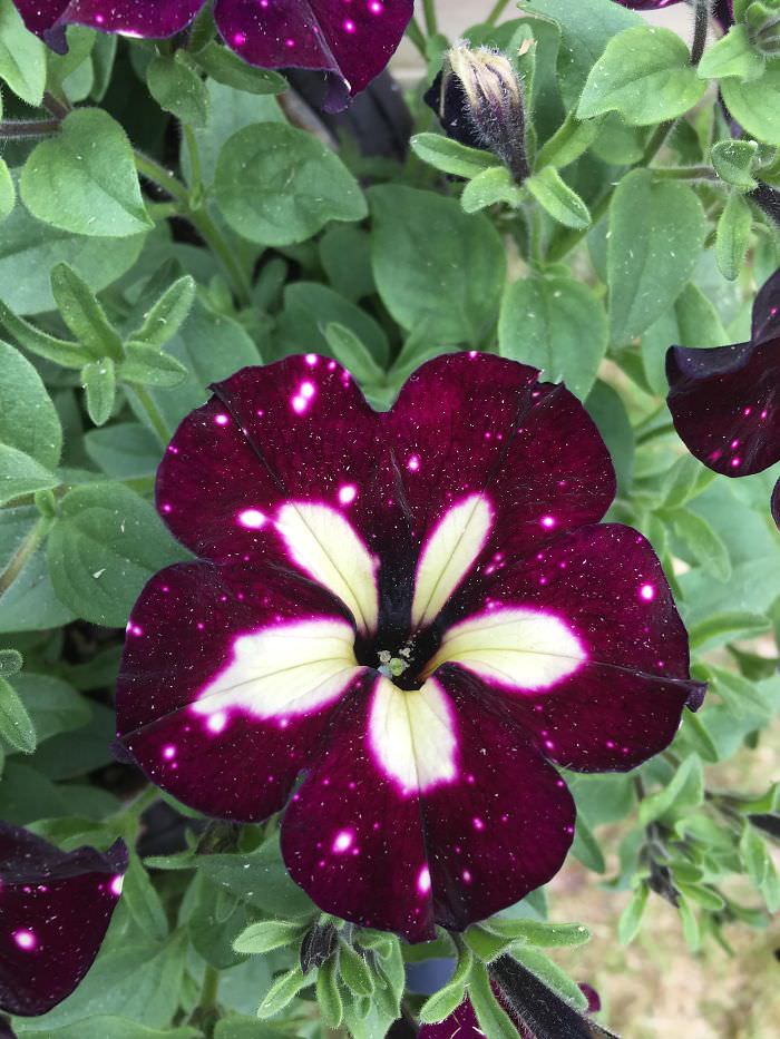 A flower that looks like deep space.