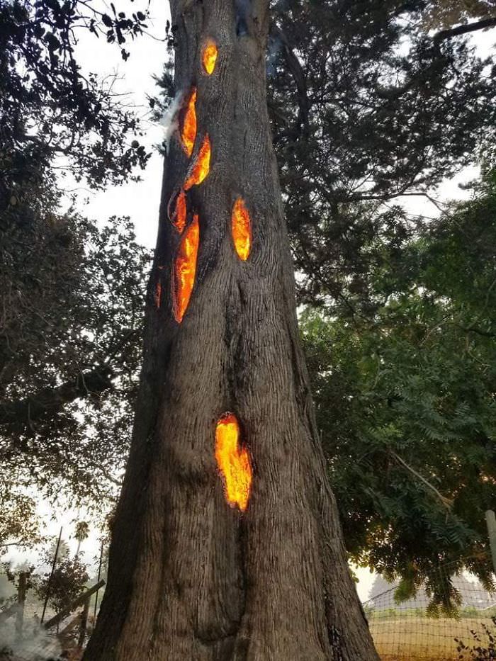 Tree in the Napa wildfire taken by a photographer.