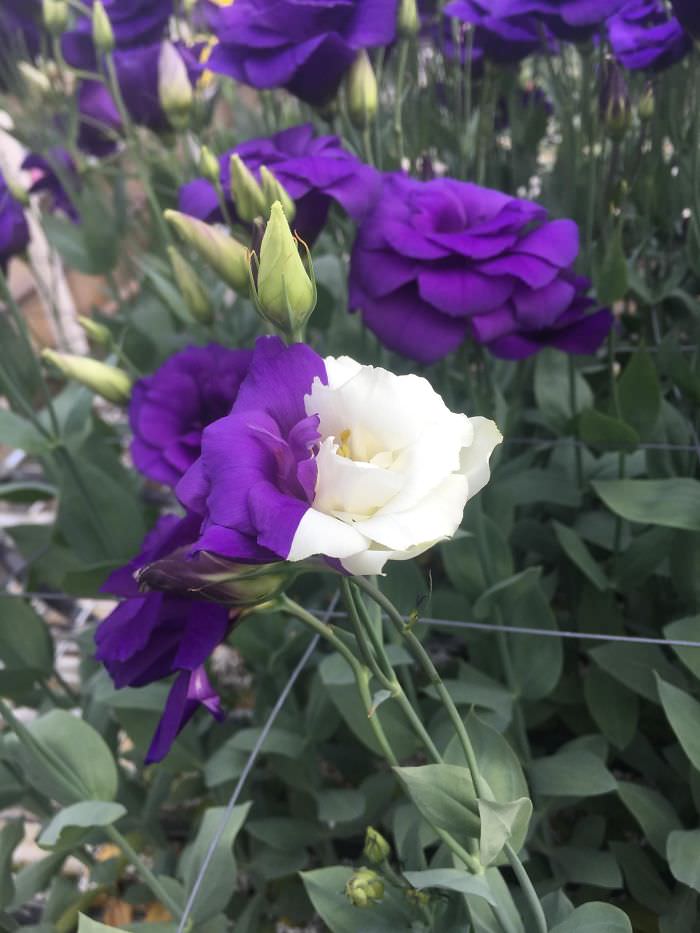 A lisianthus flower that mutated to be half purple and half white.