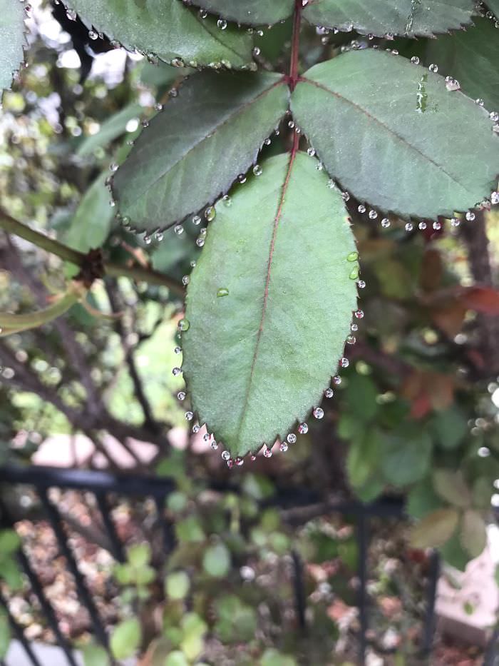 Water droplets on the tips of rose bush leaves.