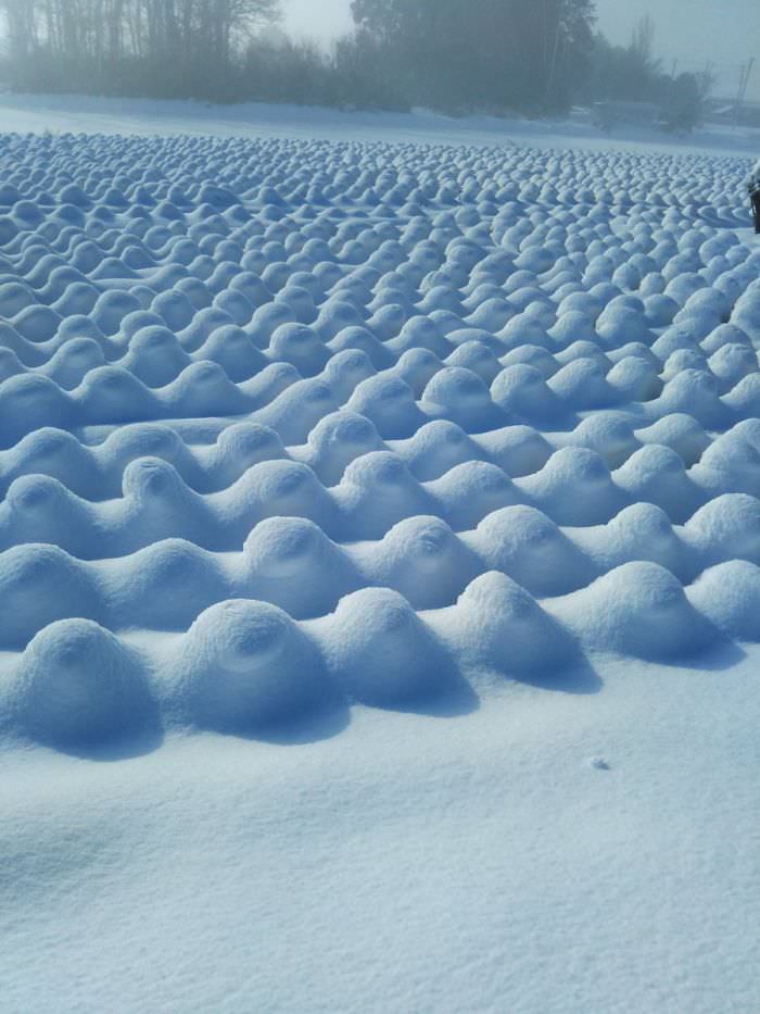 Snow on a cabbage field.