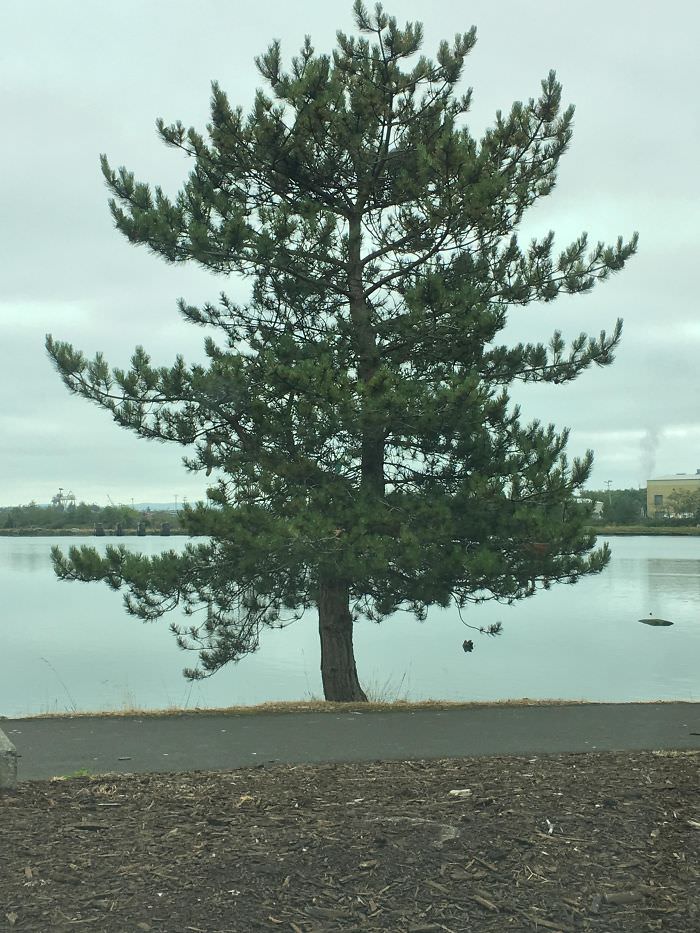 A tree that looks like it wasn't rendered correctly.