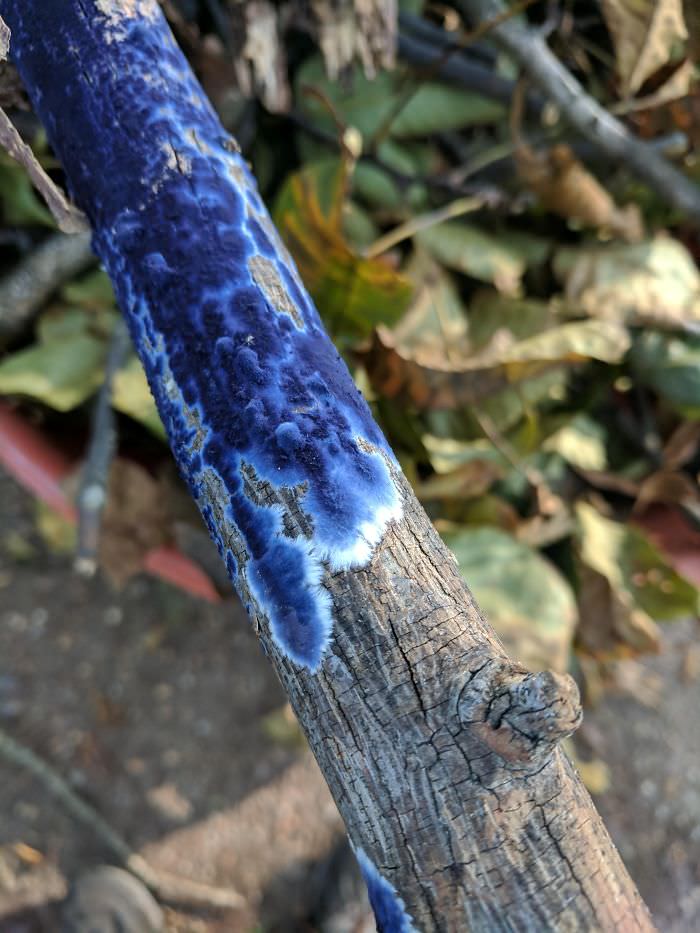 Blue fungus growing on a dead branch.