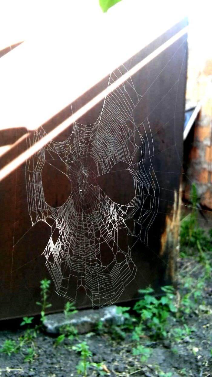 A spider web that looks like a Spider-Man mask.