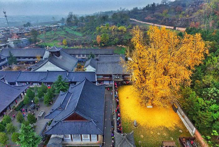 A 1,400-year-old ginkgo tree that drops a carpet of golden leaves within the walls of the Gu Guanyin Buddhist Temple in the Zhongnan Mountains in China.