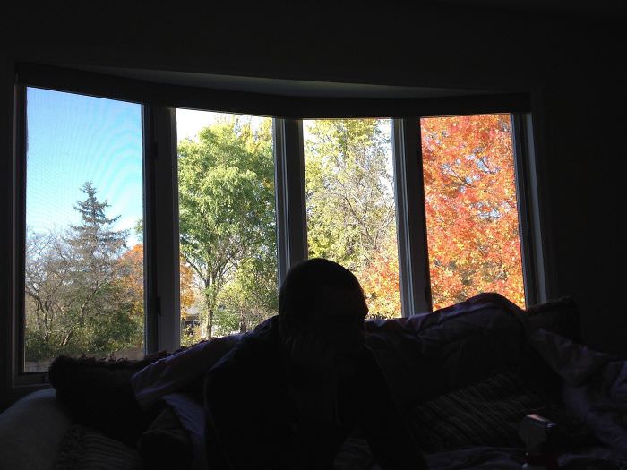 A window that creates an illusion of four different seasons in the backyard.