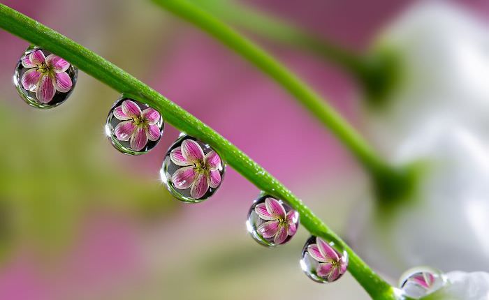 A flower seen in a water drop.