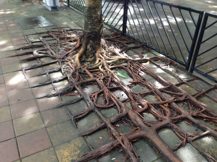 Roots that grew around sidewalk blocks.