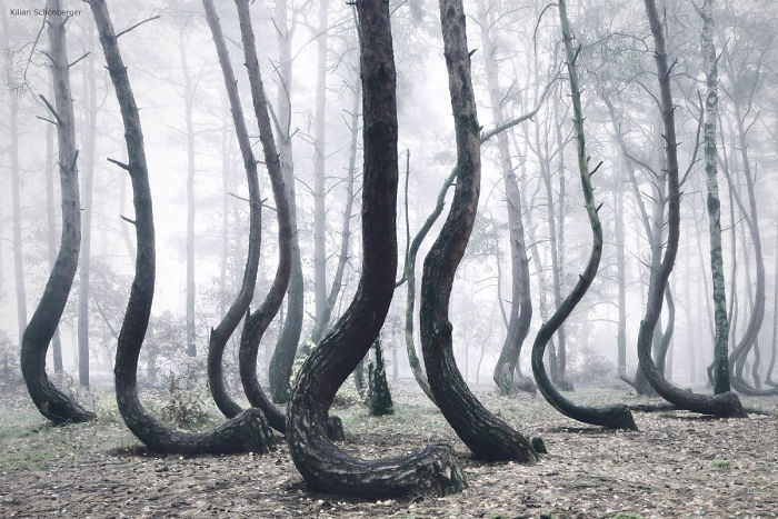 The Crooked Forest.