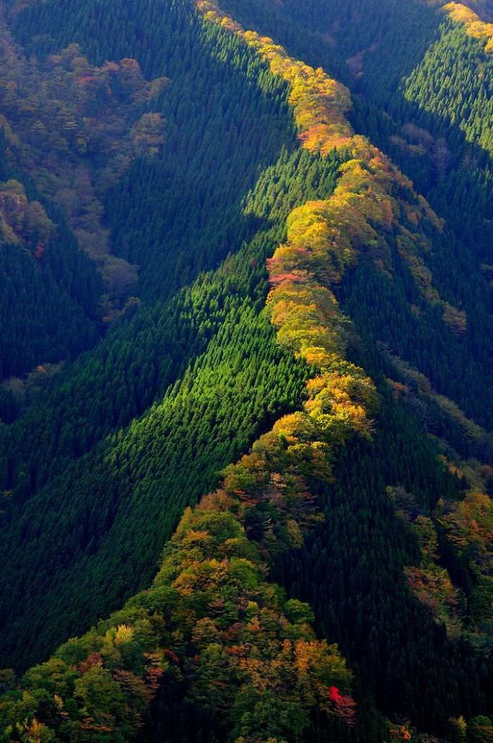Maple Ridge in Japan.