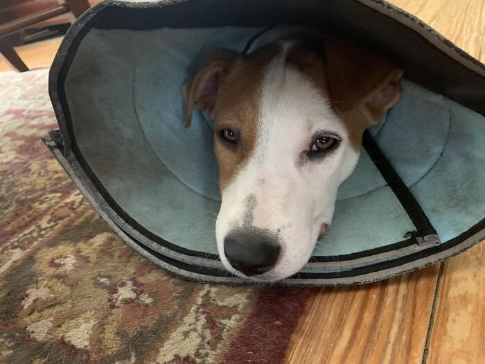 The flexible cone for my foster puppy has a textured fabric on the inside that cannot be wiped down. It becomes foul after only two days, and the puppy must wear it for two to four weeks. The designer of this product seems to lack experience with dogs.
