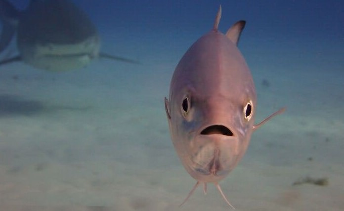 Deep Sea beauty