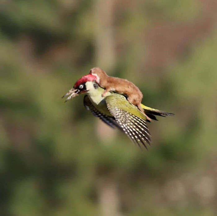 An incredible photo capturing a woodpecker flying with a weasel on its back.