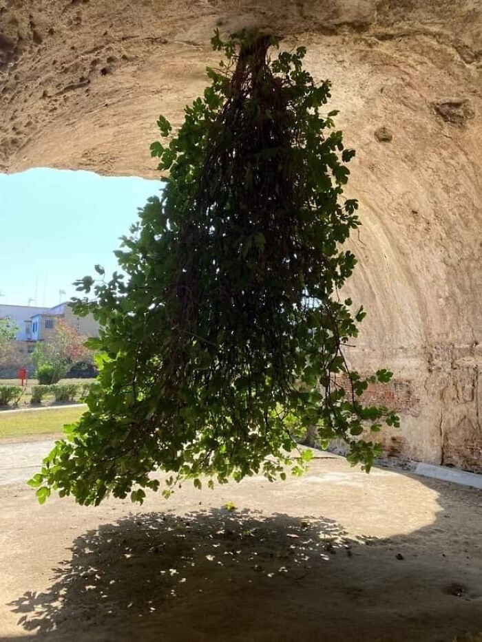 Upside-down fig tree in Bacoli, Italy.