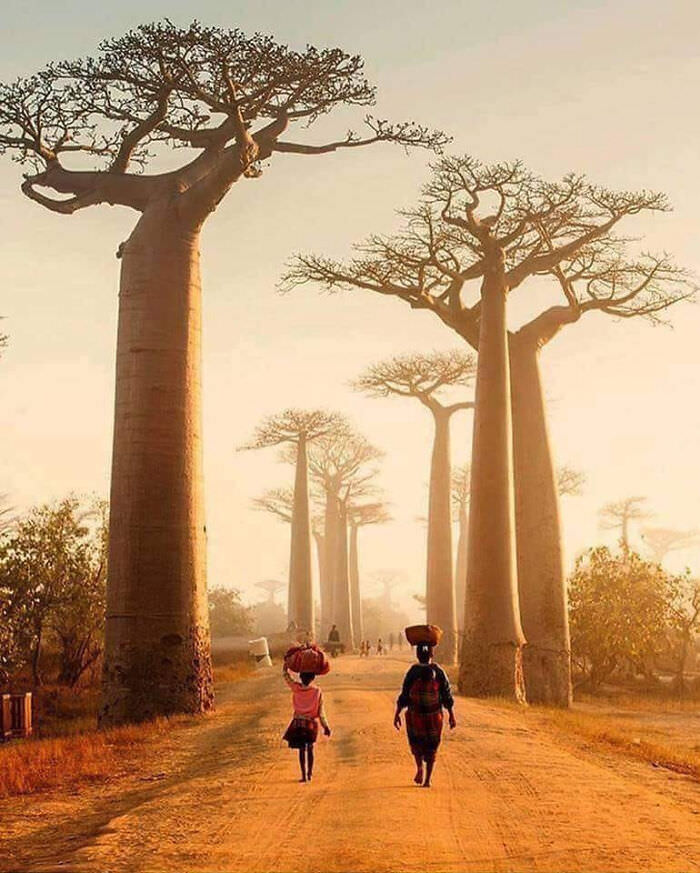 Alley of the Baobabs in Madagascar.