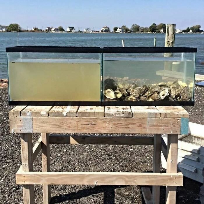 The water in both tanks is from the same time and place. The tank on the right has oysters.