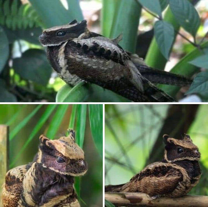 The Great Eared Nightjar is a bird that resembles a dragon.