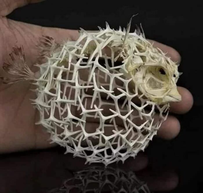 The skeleton of a pufferfish. When you think nature cannot amaze you anymore.