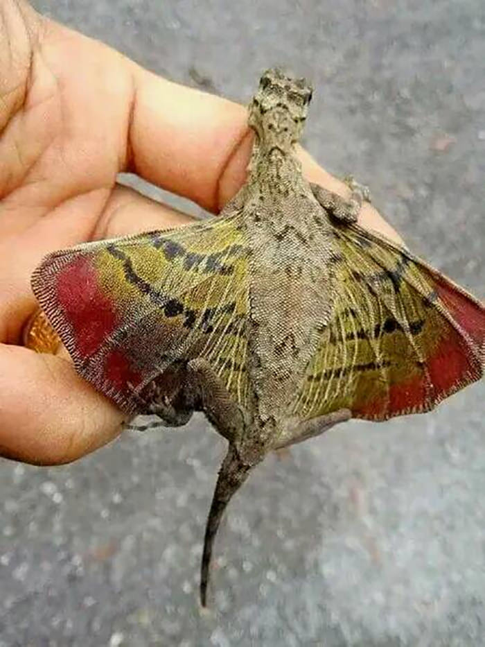 This is a flying lizard found in Southeast Asia.