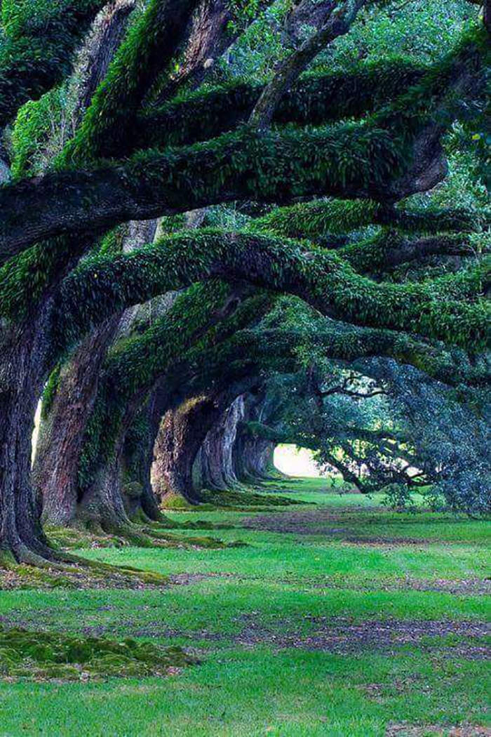 Oak Alley Plantation in Louisiana: 300-year-old oak trees.