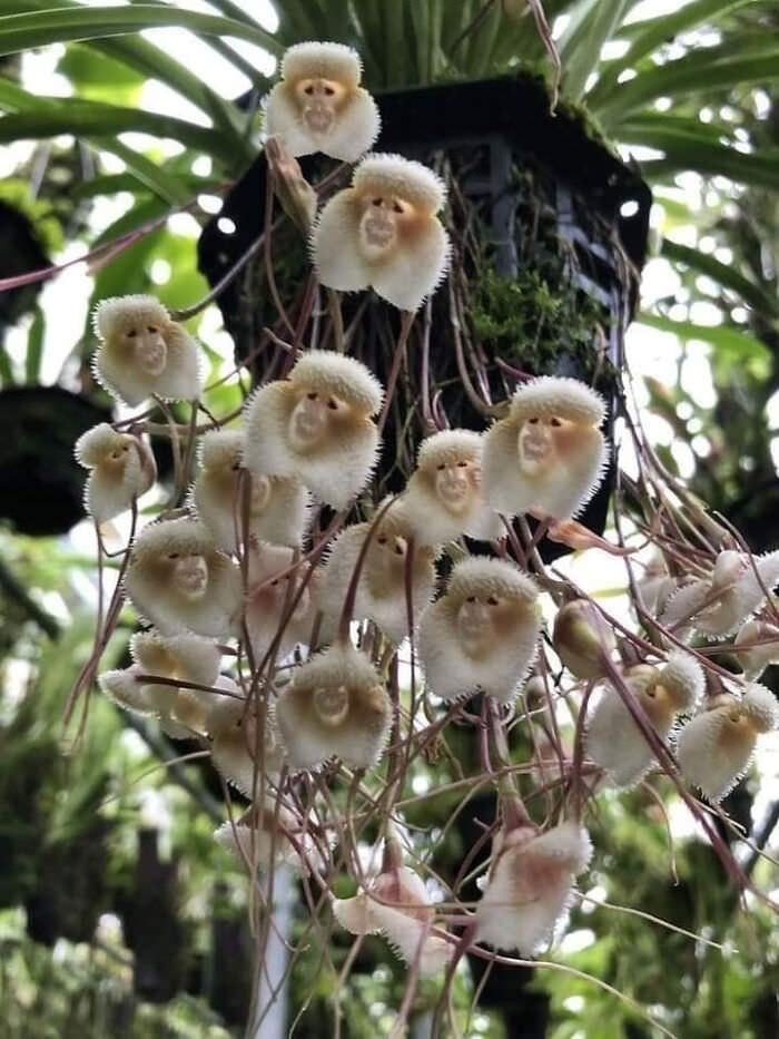 This variety of orchids (Dracula simia) is amazing, as it looks like baby monkeys.