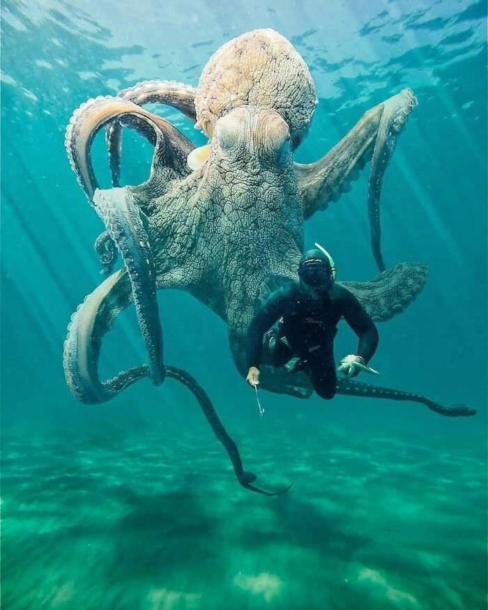 Ginormous octopus!