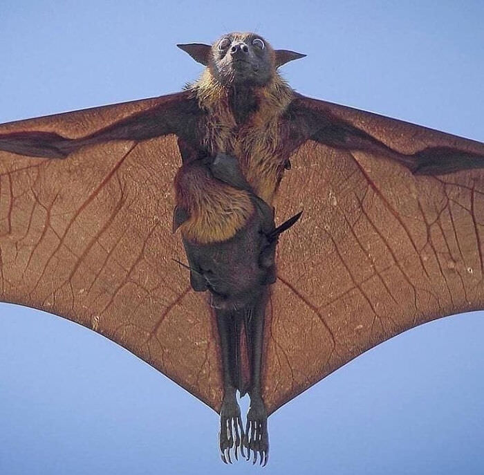 Indian flying fox and baby riding along. Photography by Hemanth Kumar.