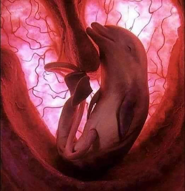 Dolphin baby in the mother's womb. How amazing is this?