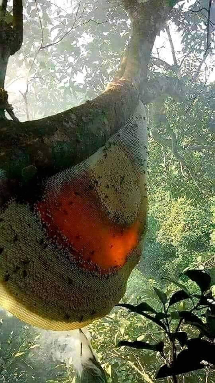 A natural beehive filled with honey glowing in the sunlight.