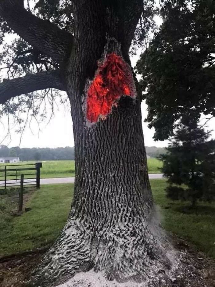 Tree burning from the inside after being struck by lightning.