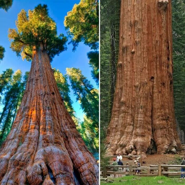 The largest tree in the world.